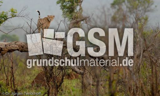 Gepard (39 von 41).jpg